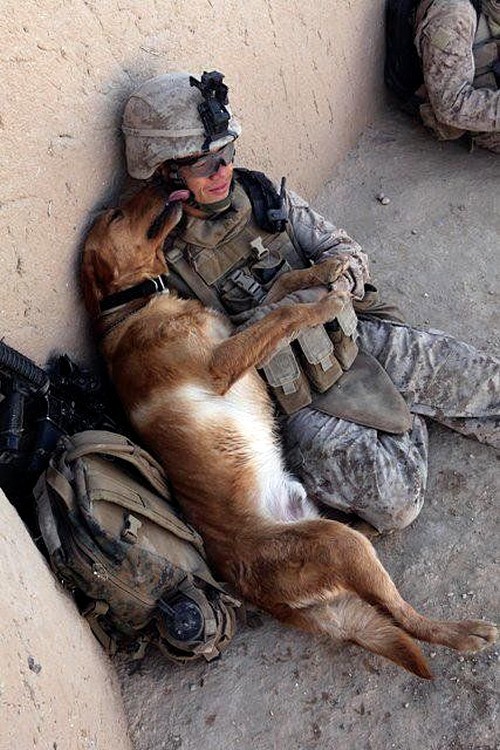 wonderous-world:  Canines With a Cause (CWAC) is a not-for-profit organization devoted