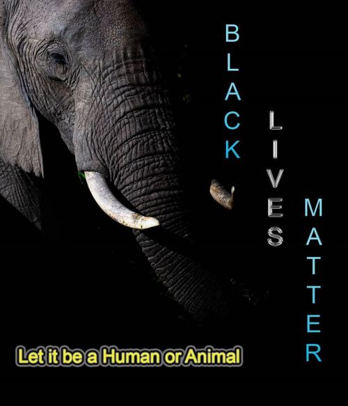 Black Lives Matter : Let it be a human or animal. We the human live in their world. We have to care 