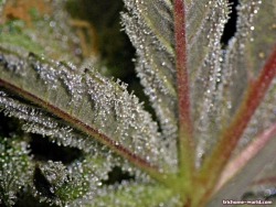 trichome-world:    