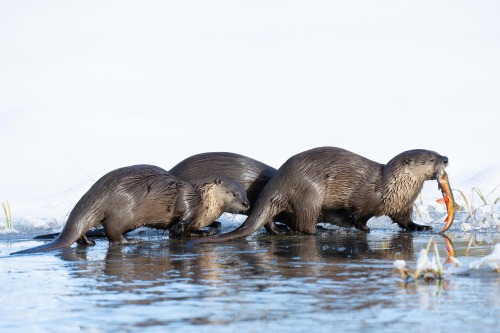 Awwwww-ters! One of nature’s most social and playful creatures, river otters have big personalities 