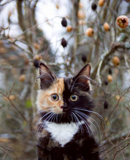 laughingsquid:A Gorgeous Tortoiseshell Calico Cat Whose Adorable Face is Half Orange and Half Black