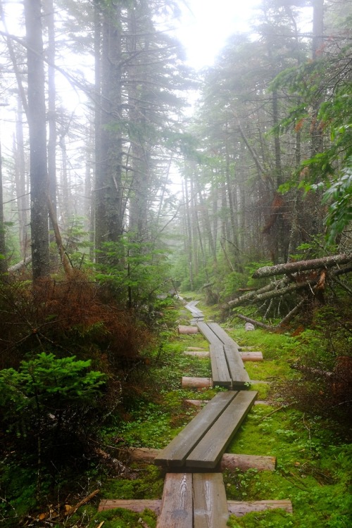 pedrodynomite:Bog walkin’ through the New Hampshire Appalachian Trail.