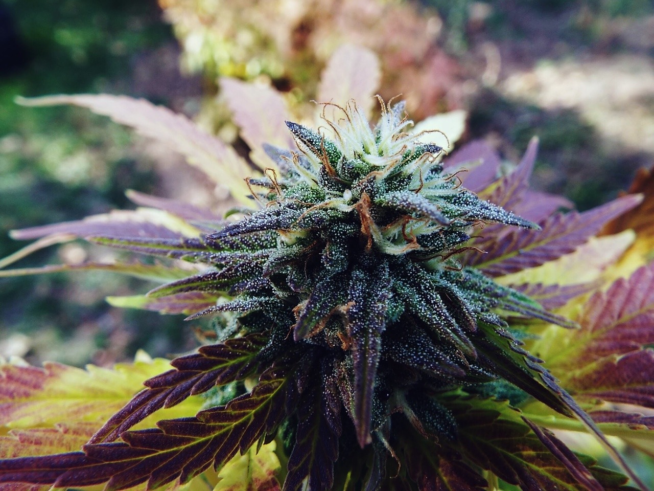 oregonja:🌳Colorful🔮