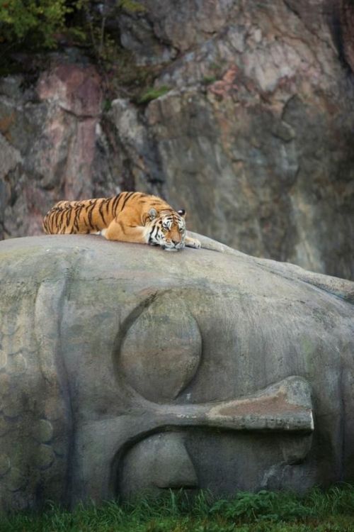 congenitaldisease:  A tiger resting on the head of a Buddha statue. 