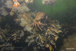 socialfoto:  crab on a wreck 2  by nathaliedem 