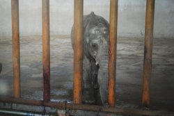 fighting-for-animals:  Please say No more baby elephants captured for Chinese zoos! In November, four elephant calves were caught from the wild, removed from their mothers and family group and exported from Zimbabwe to China. These elephant babies were