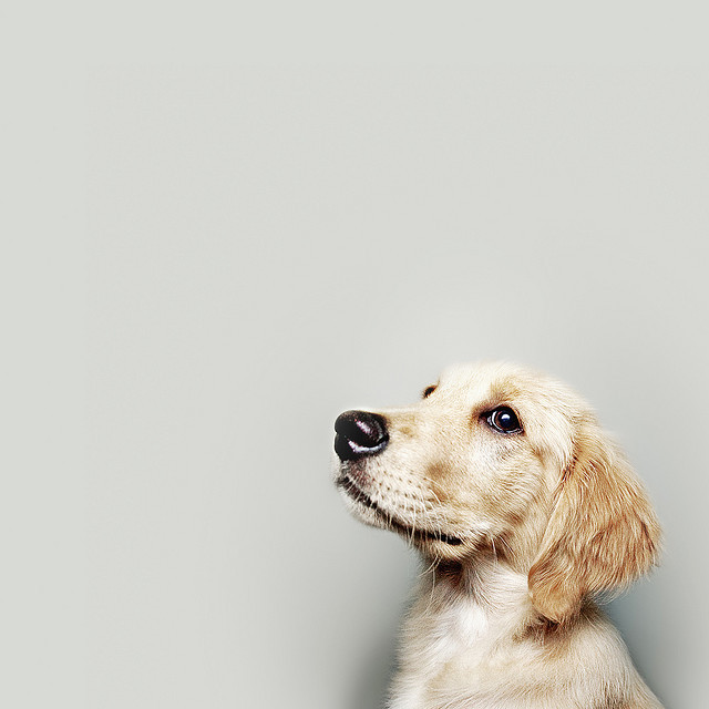valscrapbook:  Zoey by jwlphotography on Flickr.