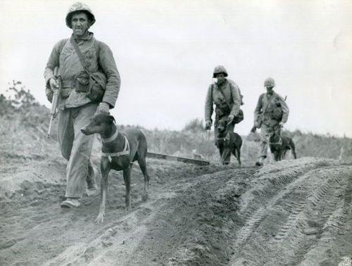warhistoryonline:Members of a Marine Corps War Dog platoon move up to the front lines on Iwo Jima. T