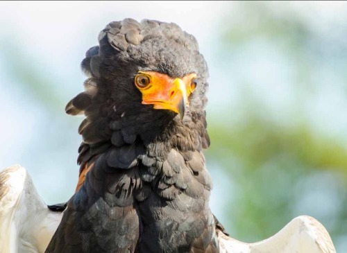 ridiculousbirdfaces: Bateleur Eagle