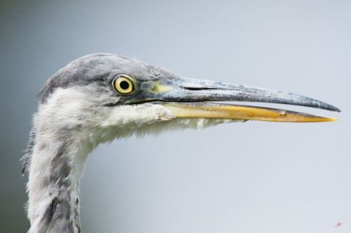 A close up portrait of this dapper gentA grey heron spotted on the river walk from the pub near ho