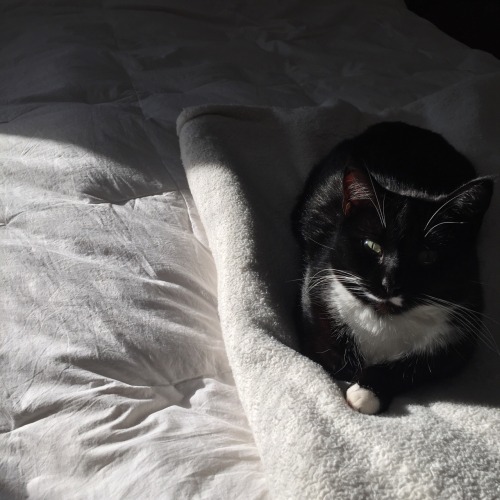 Luna Nightblaze