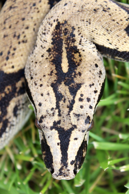 The beautiful oddball is still one of my top favorite boas in my collection. Judith, Bessette-line P