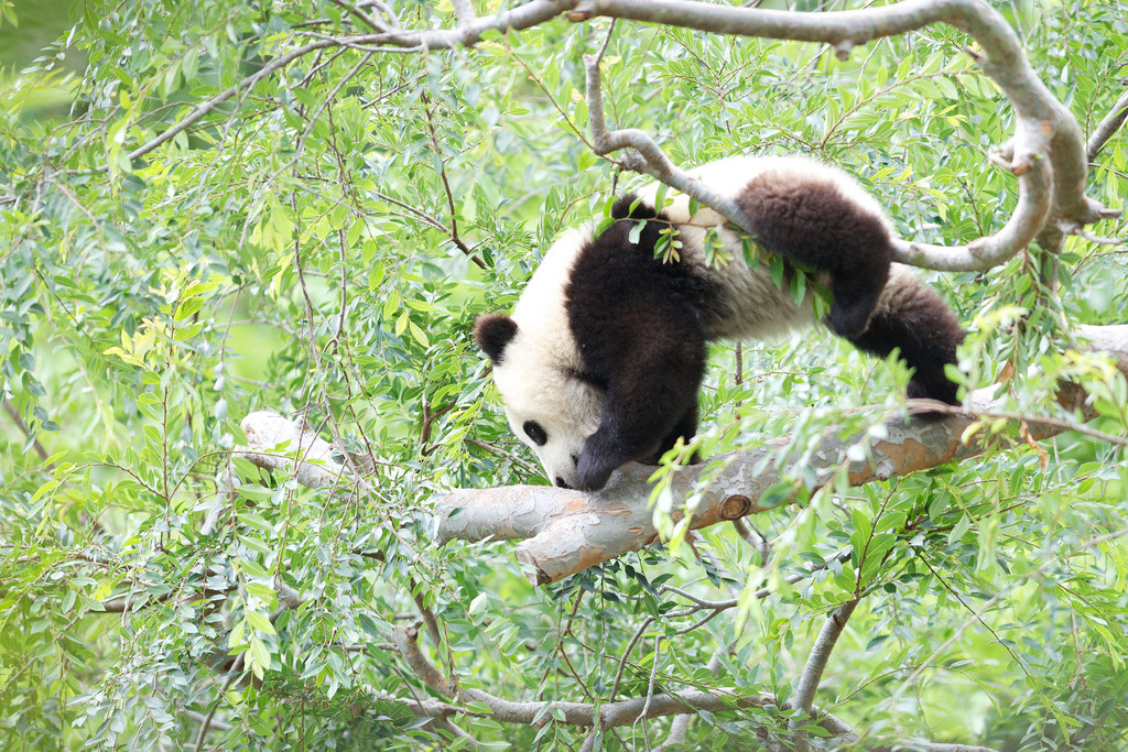 giantpandaphotos:  Xiao Liwu at the San Diego Zoo in California, USA, on June 8,