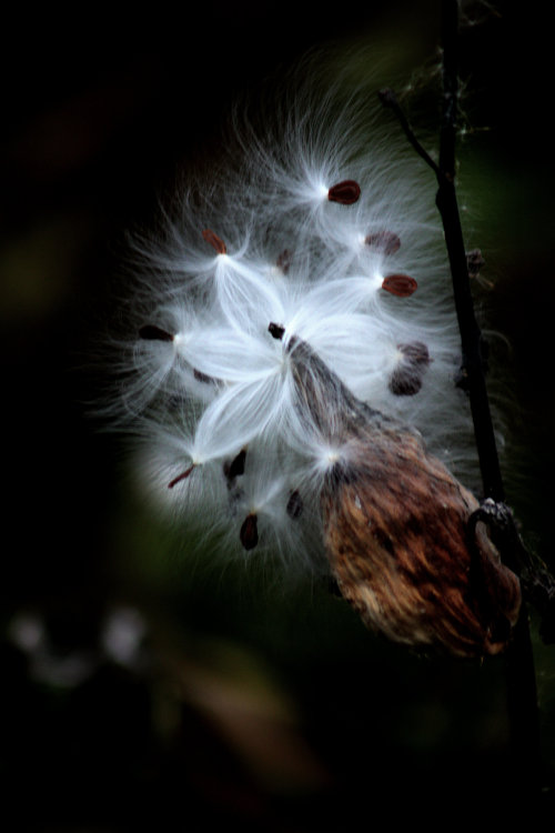 walking-geema:Thank you so much lensblr ~ so nice
