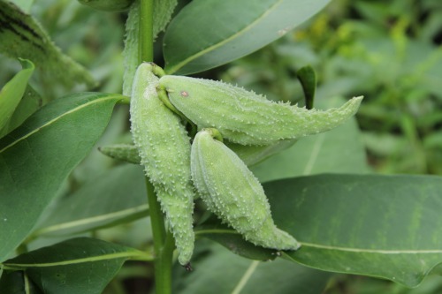 9.15.16 - American elderberries and common milkweed pods.