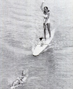 Dolphin In Harness Pulls Surfboarder, 1951.