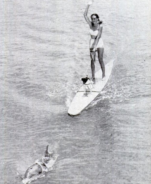 Sex Dolphin in harness pulls surfboarder, 1951. pictures