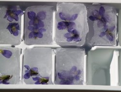 thecakebar:  Floral Ice Cubes Tutorial 