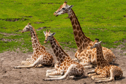 funnywildlife:  Giraffe Family Portrait by