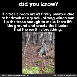 did-you-kno:  If a tree’s roots aren’t firmly planted due to bedrock or dry soil, strong winds can tip the tree enough to make them lift the ground and create the illusion that the earth is breathing.  Source 