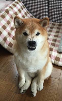 catscradle58:  【画像あり】犬の朝ごはんにカリカリあげた結果ｗｗｗｗｗｗｗｗｗｗ