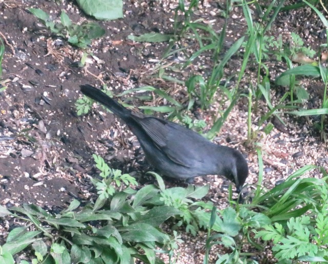 todaysbird:fibrochemist:mizjoely:BIRD SIDE OF TUMBLR(Is there a bird side?) Anyway, can anyone identify this bird for me? I live in the Albany area of upstate NY and this bird is about the size of a robin. It’s the only one I’ve ever seen