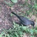 todaysbird:fibrochemist:mizjoely:BIRD SIDE OF TUMBLR(Is there a bird side?) Anyway, can anyone identify this bird for me? I live in the Albany area of upstate NY and this bird is about the size of a robin. It’s the only one I’ve ever seen