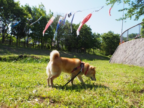 shibainu-komugi: 今日の柴犬の小麦さん #shiba #dog #komugi #柴犬