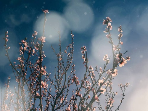 Spring Dreams #spring #photography #art #atmospheric #atmosphericvisuals #coverart #dreamy #ethereal