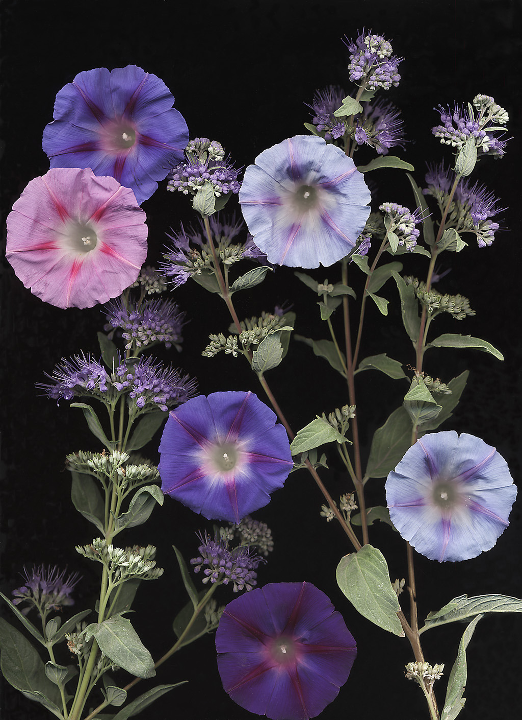 bobbauerflower:  “ Caryopter Glory ‘  Caryopteris and Morning glory flowers.