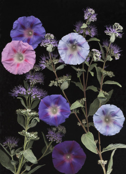 Bobbauerflower:  “ Caryopter Glory ‘  Caryopteris And Morning Glory Flowers.