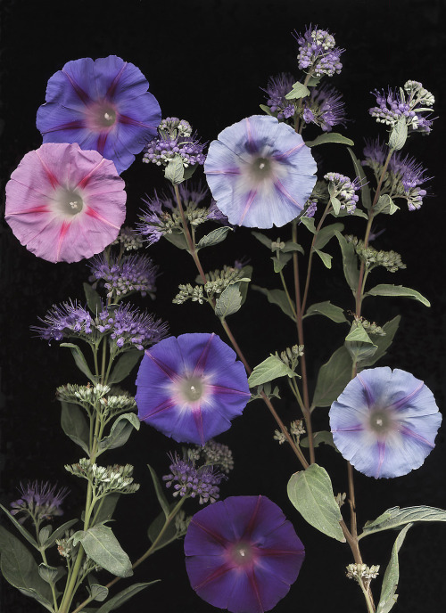 bobbauerflower:  “ Caryopter Glory ‘  Caryopteris and Morning glory flowers. Floral art by Bob Bauer