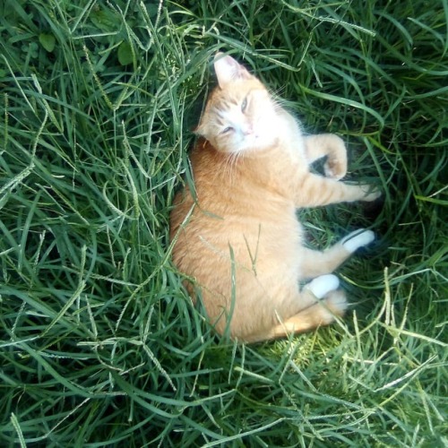 Sweet Prince laying in the grass #FatCat #sweetcat https://www.instagram.com/p/B0rXhiDnMHF/?igshid=