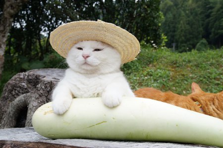 cybergata:Toro with a bottle gourd.  Shironeko wants to pose with it too.      ゆうがお