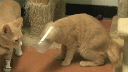 The Absolute Funniest Posts On Tumblr