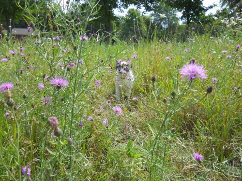 plantstho:  more wild flowers 