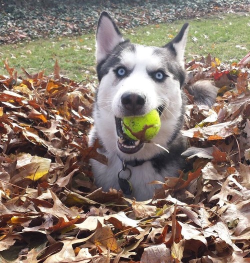 gnarlybrainwaves: ball is life