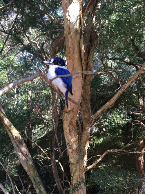 Forest Kingfisher — Todiramphus macleayii