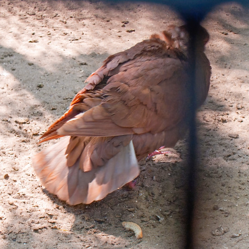 May 12 2011. A zoo in Zaporizhia city. Gorgeous King pigeon roo with molting, but yet very fluffy ne