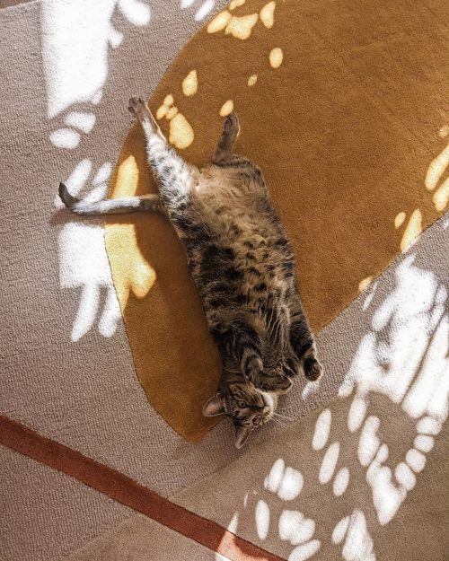 Ruthie is a big fan of the new rug ✨ #catsofinstagram #allmodern #teampixel #pixel4 (at Brenham, Tex