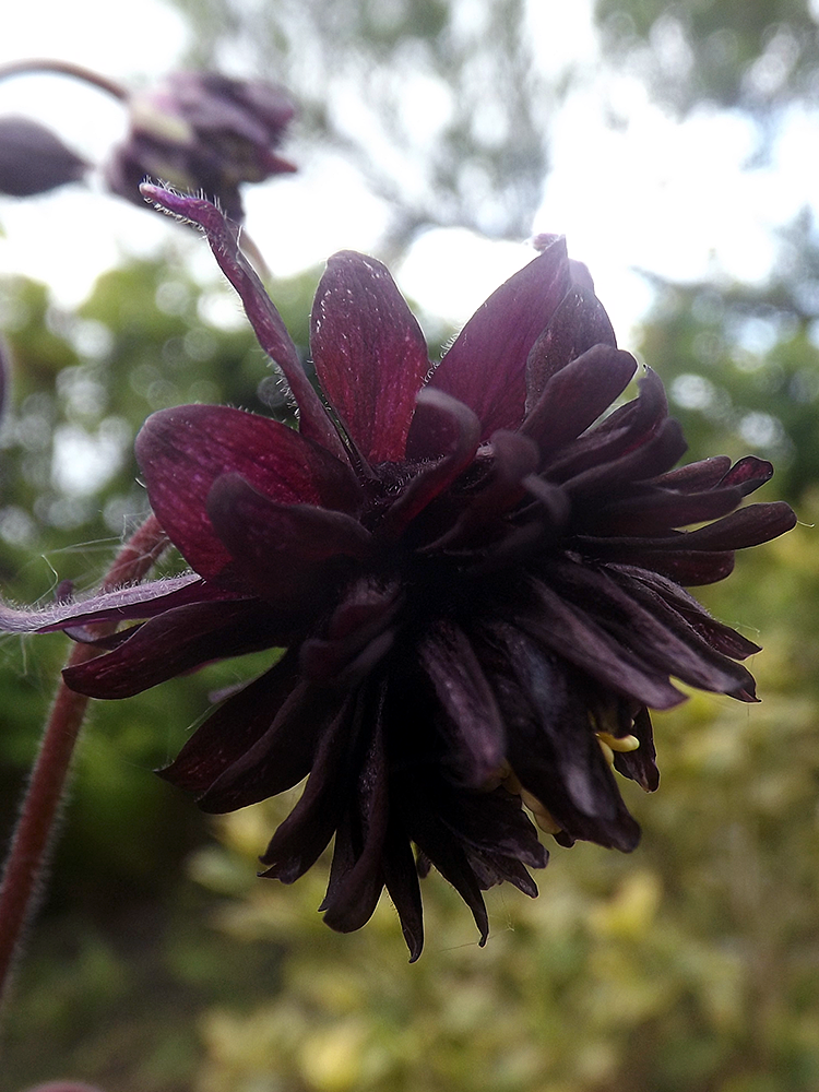 Merriments Garden