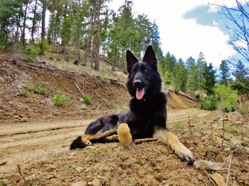 jaylynessa:  Here, have some pictures of my beautiful dog :)