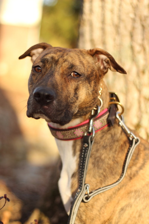 Sammy modeling her “normal” gear.Sexy Beast dog collar, Leerburg prong leash, and herm sprenger curo