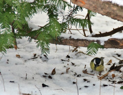 Spring is late - Parus major | Vienna 
