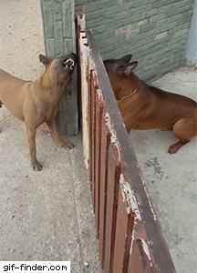 giffindersite:    Fence Causes Friction For