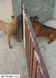 Giffindersite:    Fence Causes Friction For Dogs. Via Https://Gif-Finder.com  