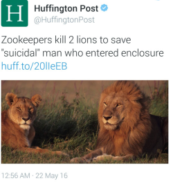 thebeautysupplystore:  theblacklittlemermaid:  nappysince813:  oneoakdutch:  quietstorm-thundathighs:  thingstolovefor:    Zookeepers kill two African lions to protect a religious suicidal white man, who entered their enclosure The man stripped naked,