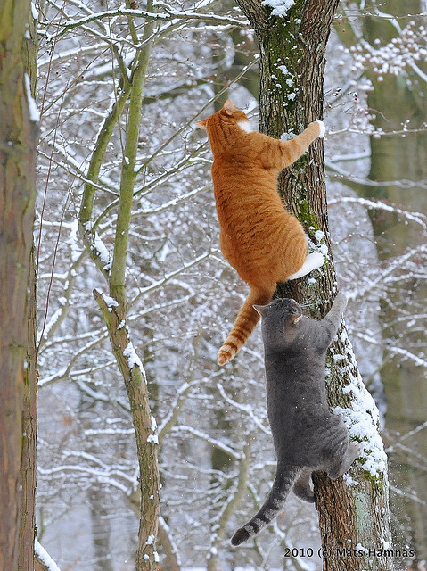 funnywildlife:  Muffi&Zazza by Mats&Muffi on Flickr. Cats playing follow the leader! 