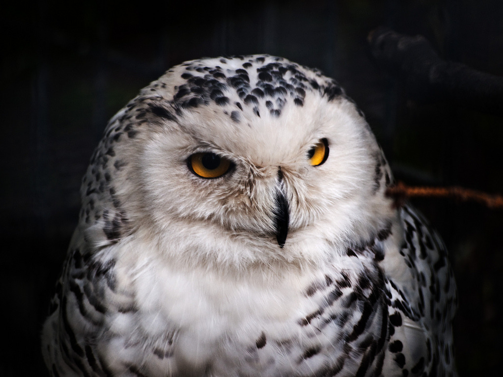 owlsday:  Snowy Owl by Photogramma1 on Flickr.