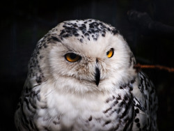 Owlsday:  Snowy Owl By Photogramma1 On Flickr.